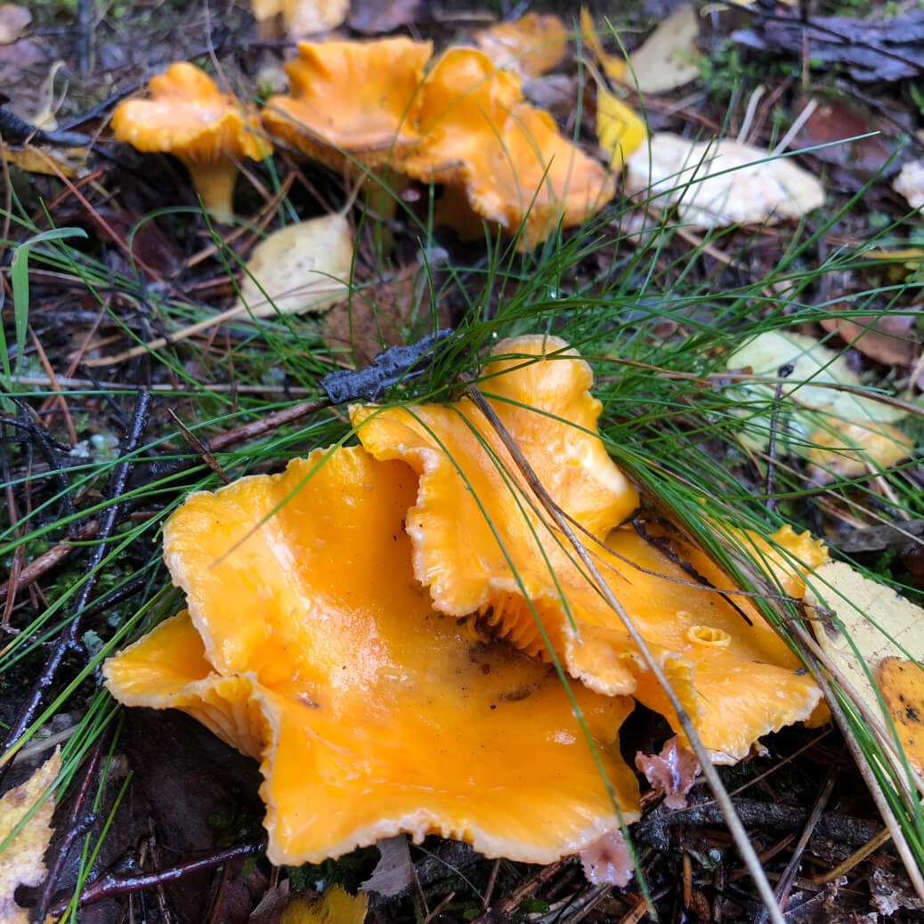 Entertainment Mushrooms 4