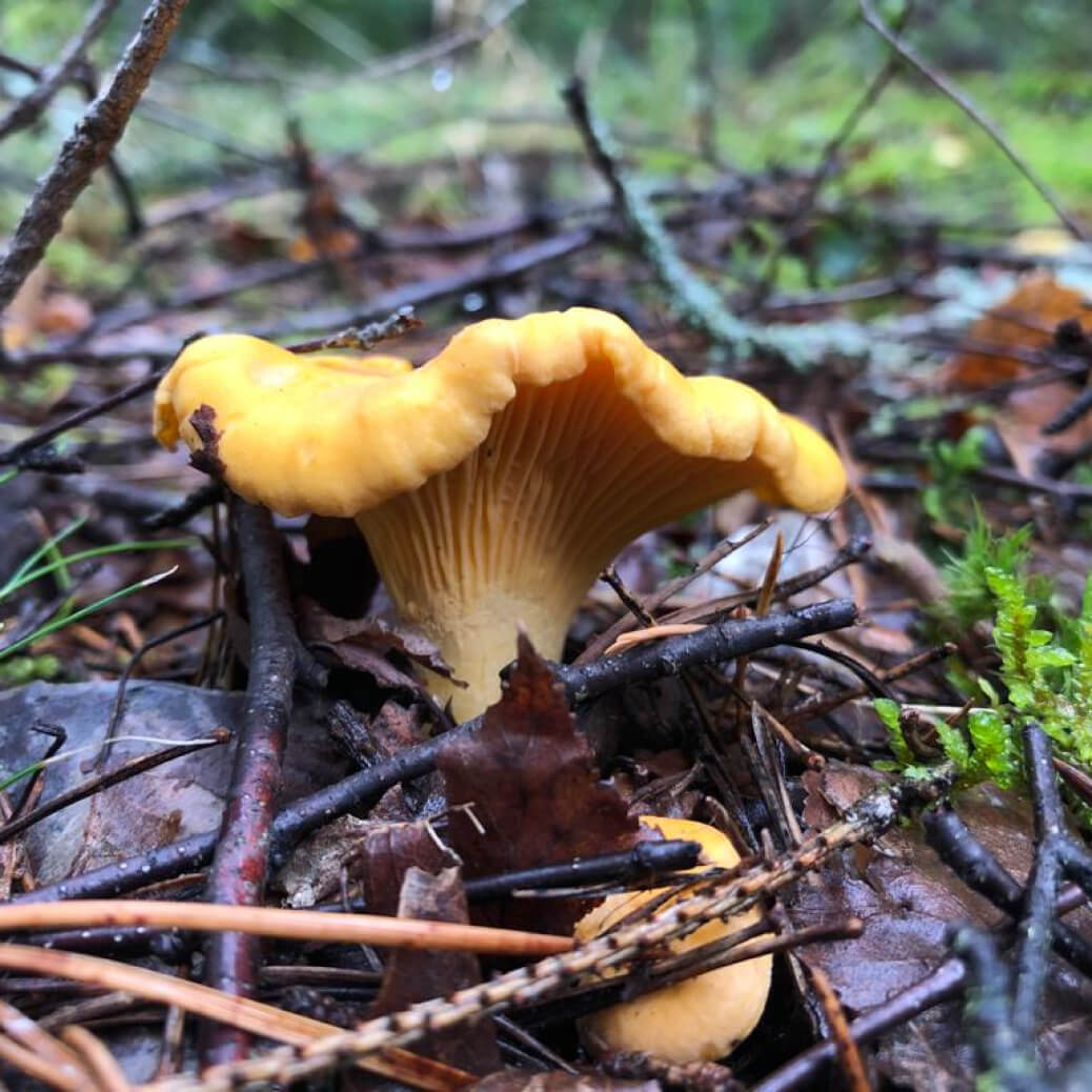 Entertainment Mushrooms 7