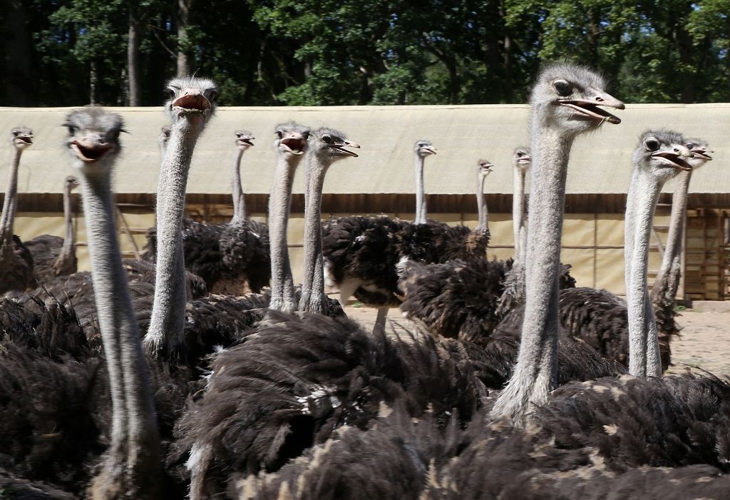 Events Ostrich Farm 1
