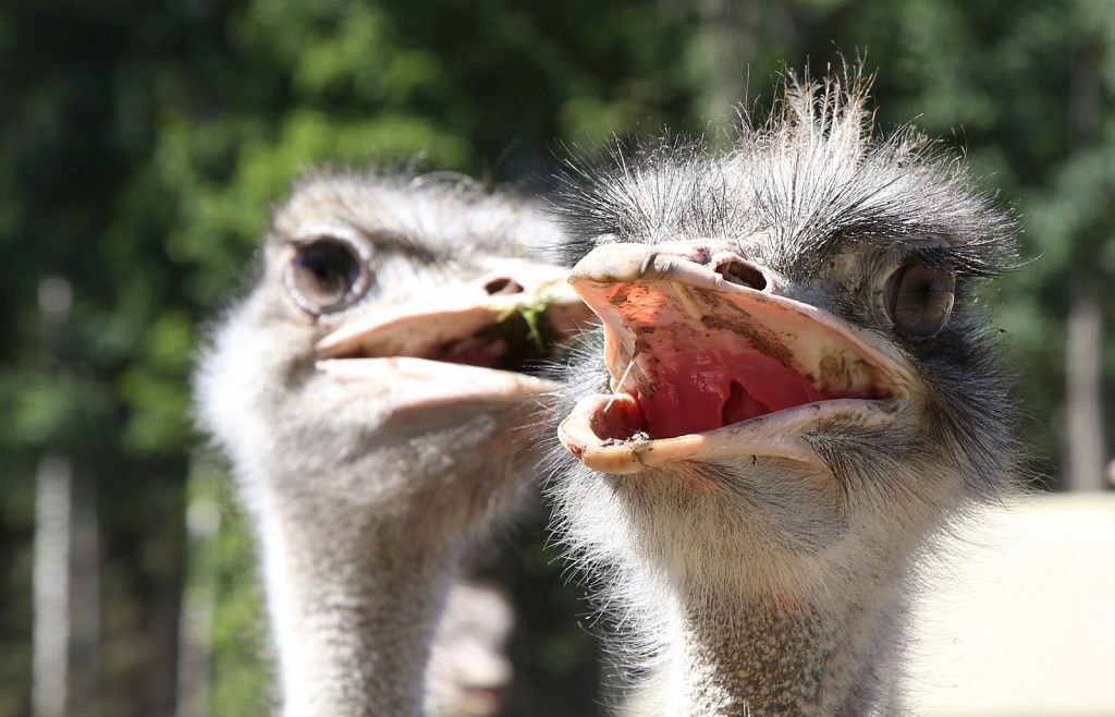 Events Ostrich Farm 2