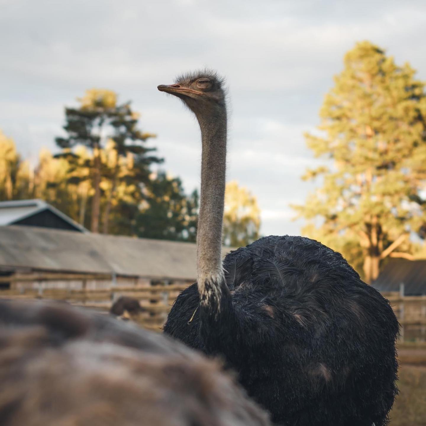 Events Ostrich Farm 3