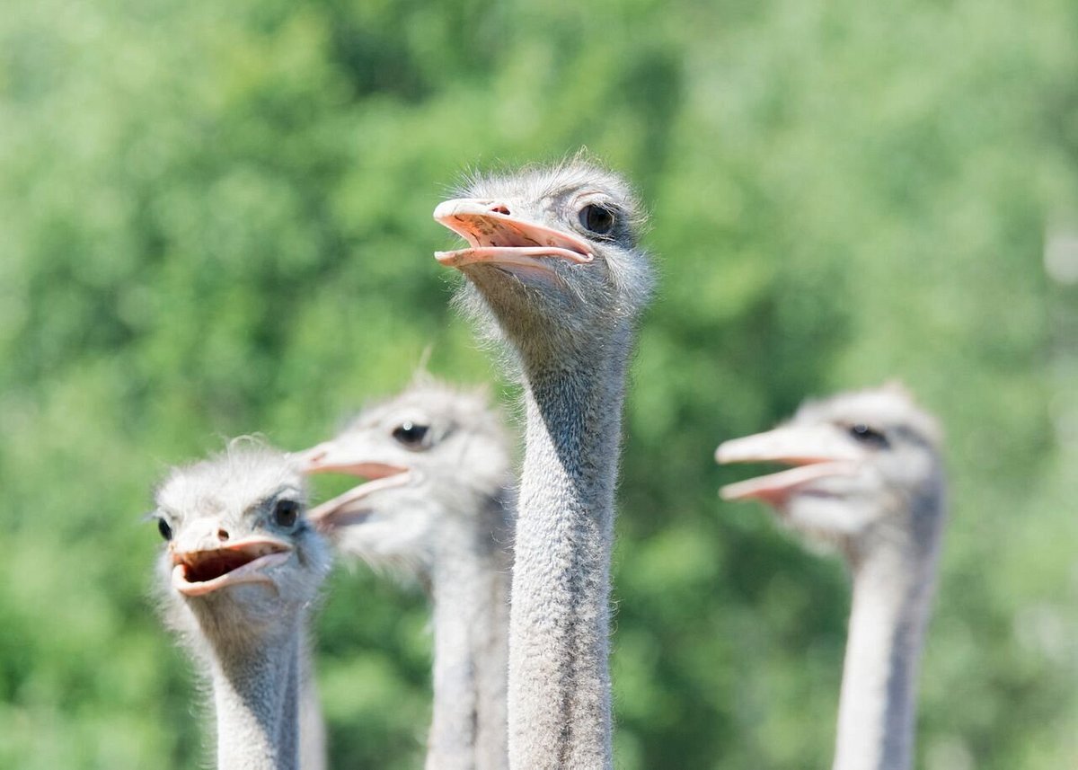 Events Ostrich Farm 4